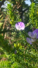 Psoralea aculeata
