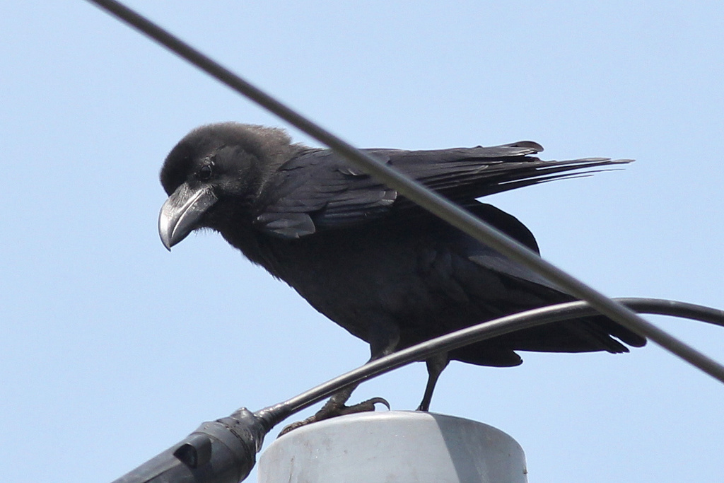 Large-billed Crow from Uchiura, Kamogawa, Chiba 299-5502, Japan on May ...