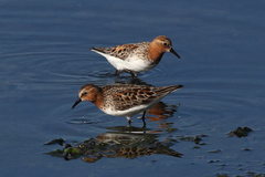 Calidris ruficollis
