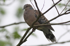 Streptopelia orientalis