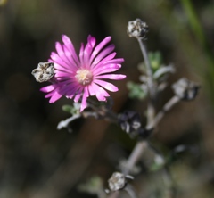 Delosperma pageanum