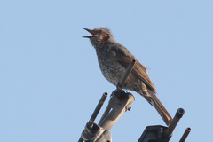 Hypsipetes amaurotis