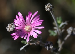 Delosperma pageanum