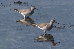 Tringa brevipes