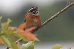 Emberiza cioides
