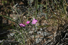 Delosperma pageanum