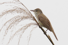 Acrocephalus orientalis