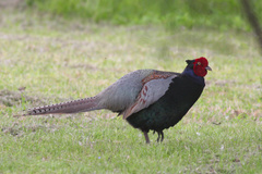 Phasianus versicolor