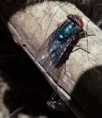 Cochliomyia