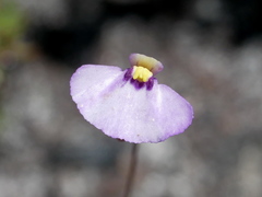 Utricularia paulineae
