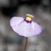 Utricularia paulineae - Photo (c) Thilo Krueger, algunos derechos reservados (CC BY-NC), subido por Thilo Krueger