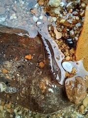 Betaeopsis aequimanus