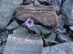 Noccaea corymbosa