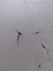 Thalictrum rhynchocarpum