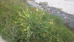 Raphanus raphanistrum landra