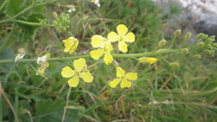 Raphanus raphanistrum landra