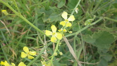 Raphanus raphanistrum landra