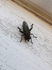 Orthoprosopa bilineata