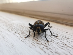 Orthoprosopa bilineata