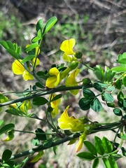 Hippocrepis emerus