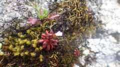 Saxifraga tridactylites
