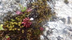 Saxifraga tridactylites