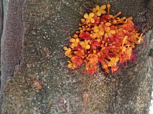 Image of Saraca asoca by (c) Sabarni Sarker, some rights reserved (CC BY)