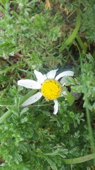Anthemis maritima