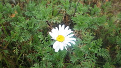 Anthemis maritima
