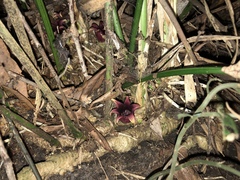 Aspidistra attenuata