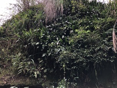 Aspidistra attenuata