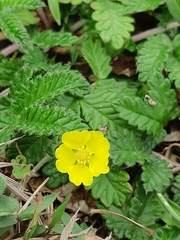 Potentilla discolor