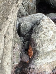 Stichaster australis