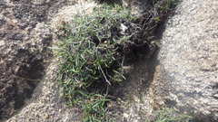 Plantago maritima maritima