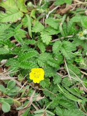 Potentilla discolor