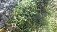 Plantago maritima maritima