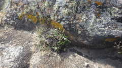 Plantago maritima maritima