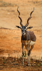 Antilope