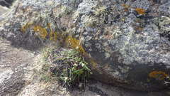 Plantago maritima maritima