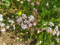 Chaetosciadium trichospermum