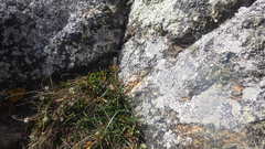 Plantago maritima maritima