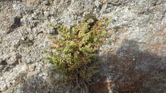 Galium murale
