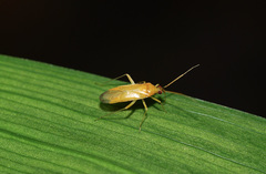 Phylus melanocephalus