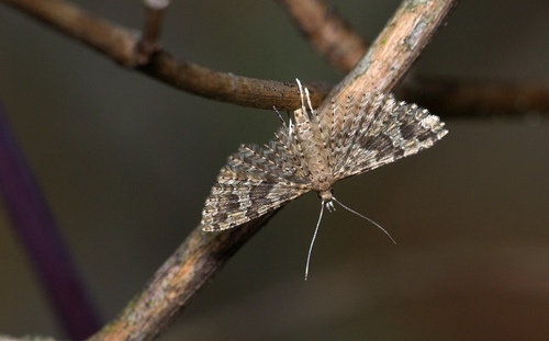 Twenty-plume Moth