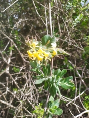 Lonicera etrusca