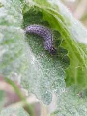 Muschampia baeticus