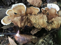 Cymatoderma dendriticum