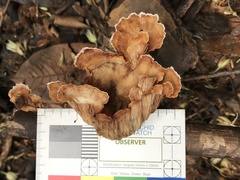 Cymatoderma dendriticum