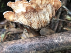 Cymatoderma dendriticum