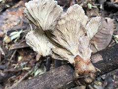 Cymatoderma dendriticum